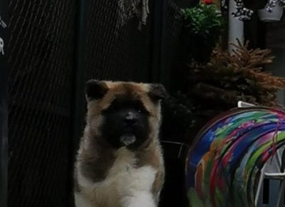 akipizeta71621885161