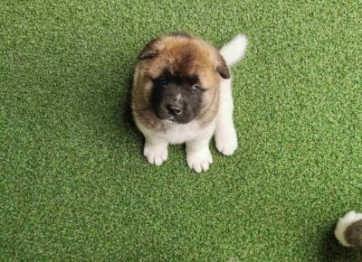 akipizeta81621885161