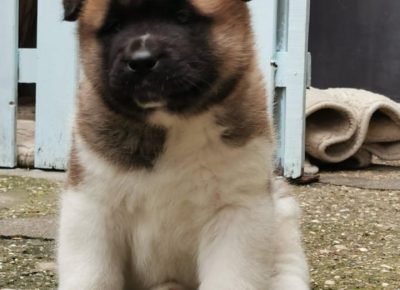 akipizeta91621885162