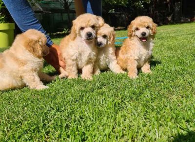 aprikotpudle31621721774