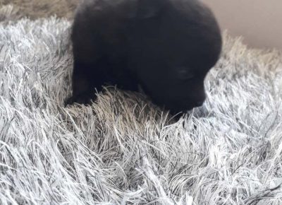 biljapoma11621534041