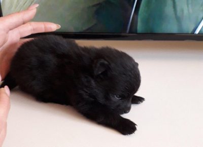 biljapoma41621534043