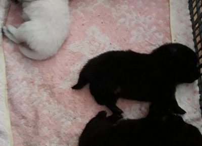 biljapoma51621534042