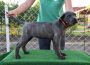 canecorso011621167401