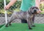 canecorso021621167402