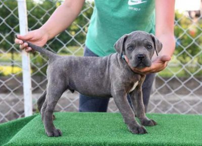 canecorso031621167400