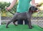 canecorso041621167401