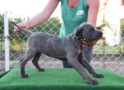 canecorso051621167403