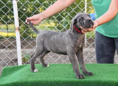 canecorso071621167403