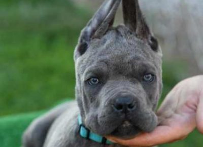 canecorso091621167401