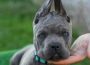 canecorso091621167401