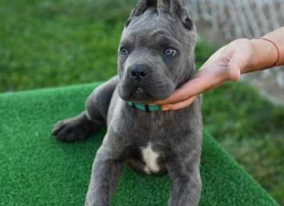canecorso101621167402