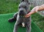 canecorso101621167402