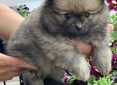 ivanabooo21622386157