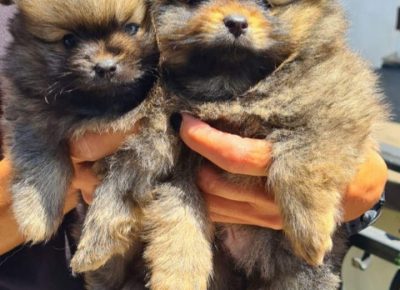 ivanabooo41622386159