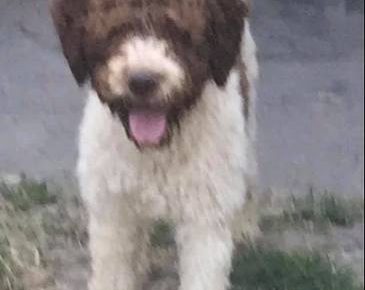 lagotto011621104058