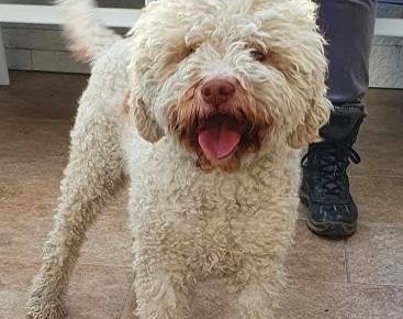 lagotto021621104060