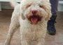 lagotto021621104060