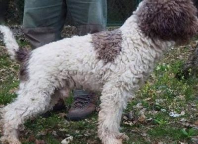 lagotto031621104058
