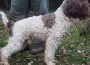 lagotto031621104058