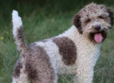lagotto041621104060