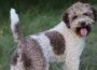 lagotto041621104060