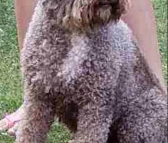 lagotto061621104060