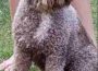 lagotto061621104060