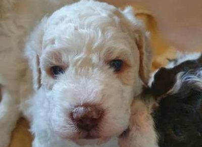 lagotto081621104058