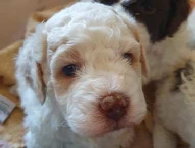 lagotto101621104059