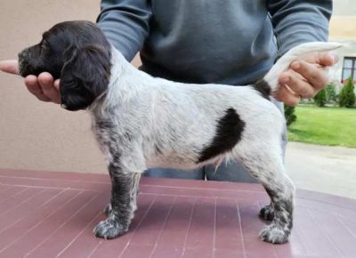 maliminsterlender051622230502