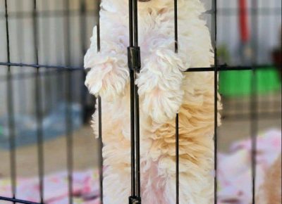 miškopuGL1621765868