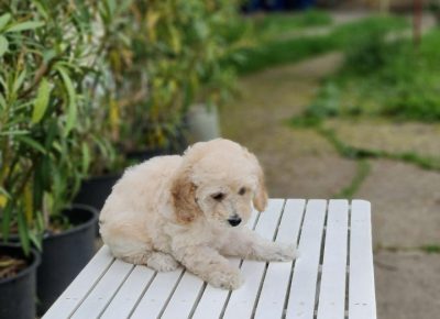 miškopugl21621765869