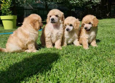 pudlaaprikot21621721774