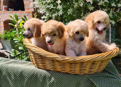 pudleaprikot101621721775