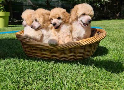 pudleaprikot71621721776