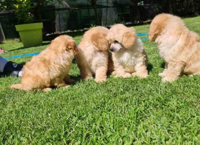 pudleaprikot81621721776