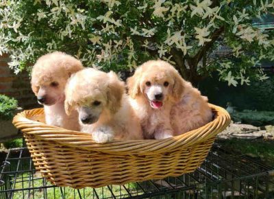 pudleaprikot91621721775