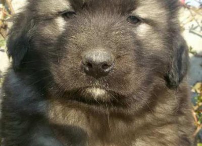 sarplaninci011620398286