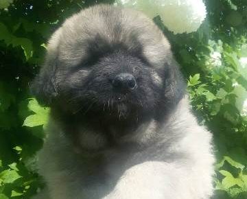 sarplaninci011622401674