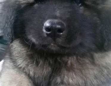 sarplaninci021620398284