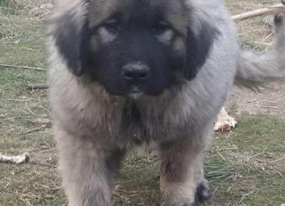 sarplaninci041620398286