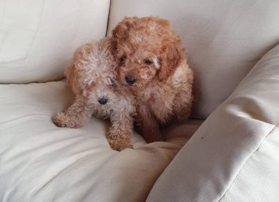 vesnapudle21621619860