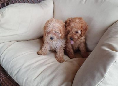 vesnapudle31621619859