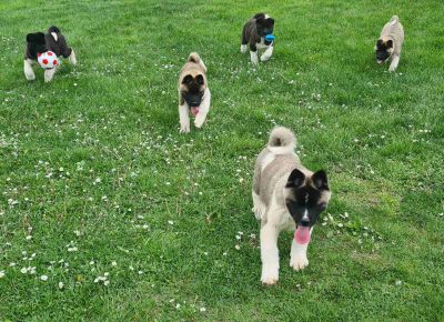 viberimage202105010653151619860090