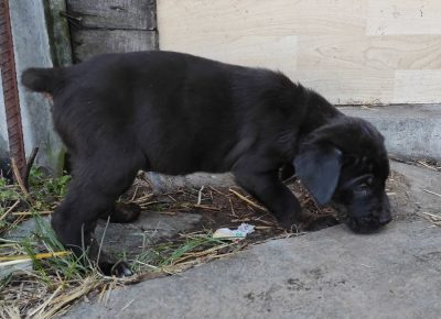 16228447074241623097392