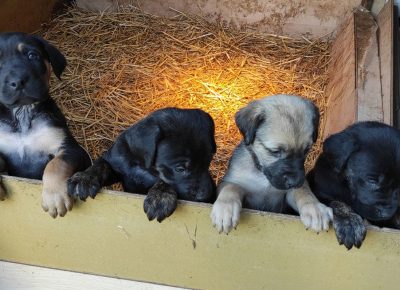 16228447075521623097393