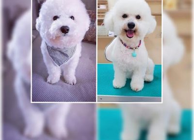 1kovrdzavibison1624604335