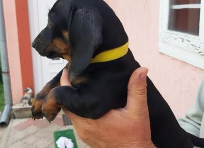 1kratkodlakijazavicar1624171351