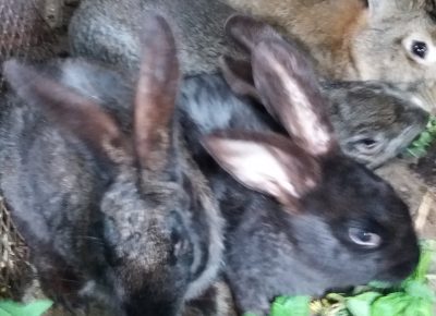 202106021236571622655106